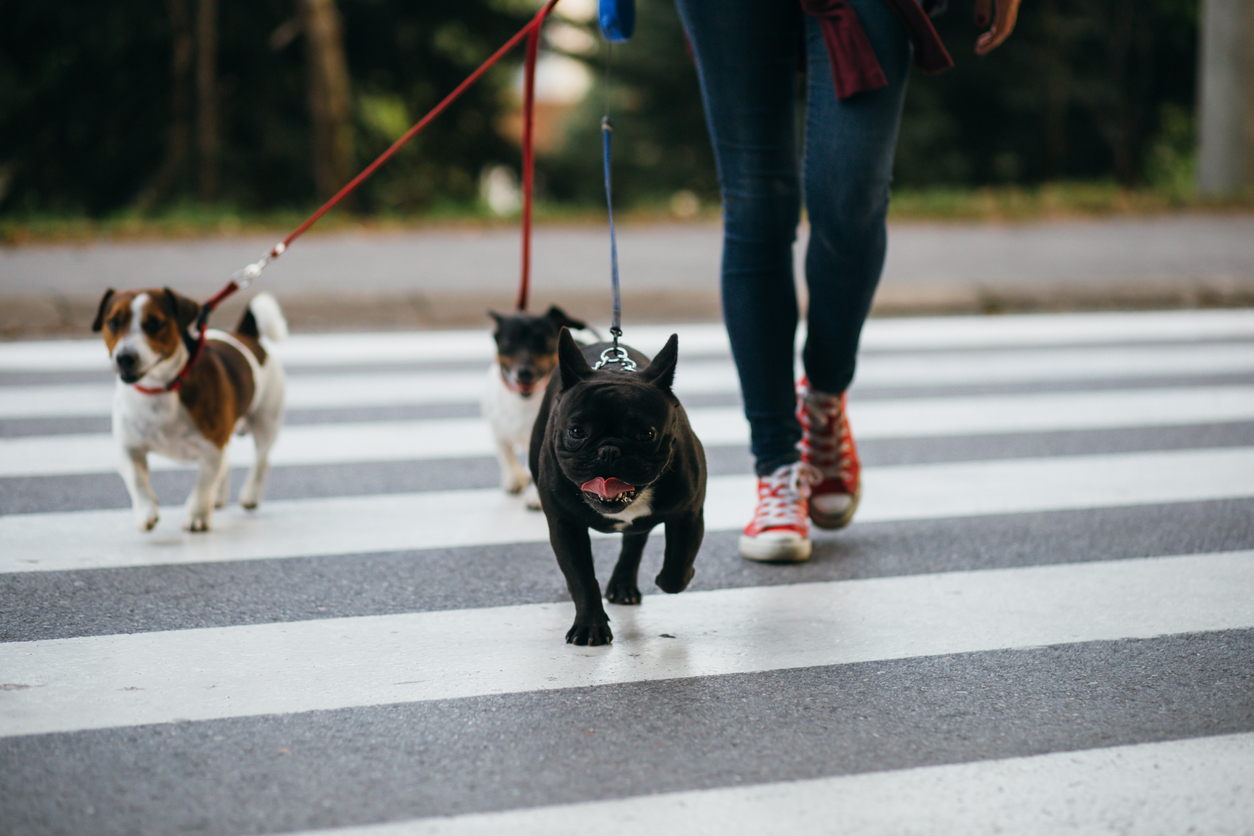DogWalking App Exposed Home Addresses and Lockbox Codes