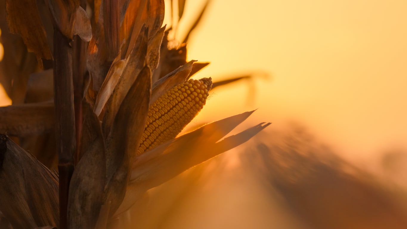 crop insurance