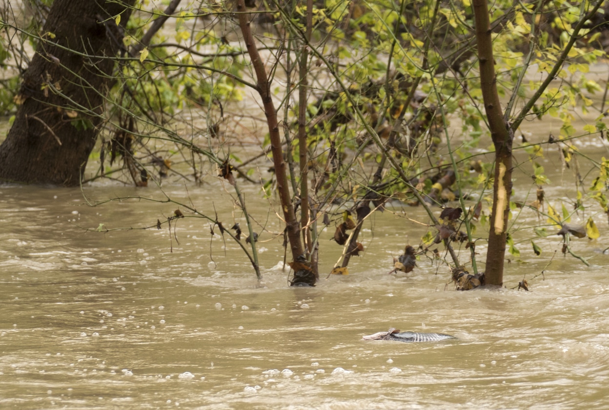 flooding