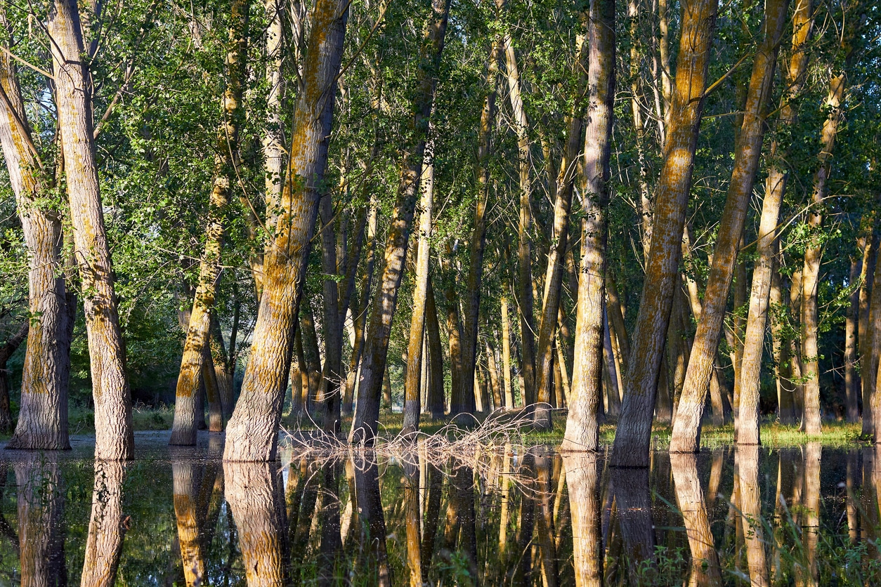 Forests May Play Larger Role in Flood Risk Than Previously Measured, Study Finds